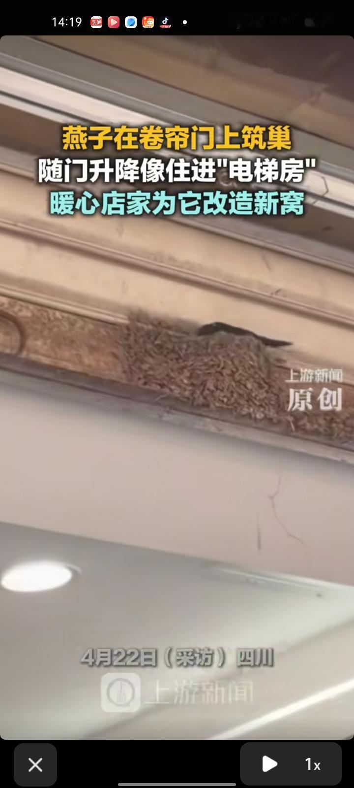 4月22日，四川成都。网友发视频称，一只燕子在卷帘门上筑巢，随门升降像住进“电梯