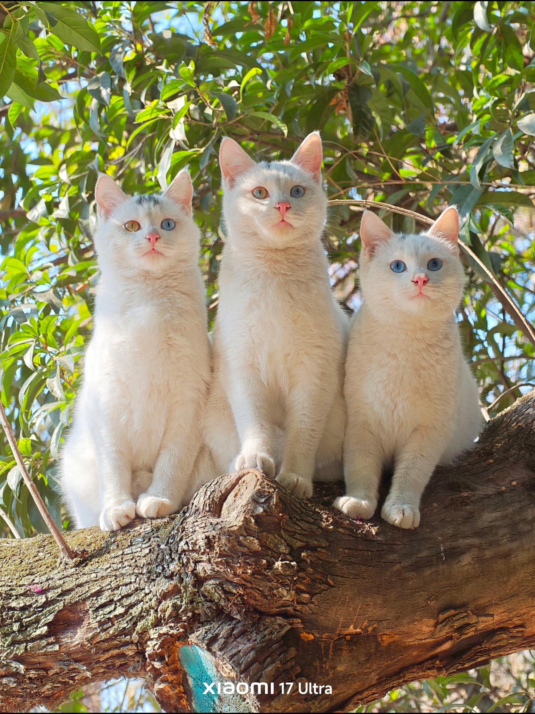 捅了白猫窝，不是蓝眼就是异瞳 前天出门创作遇见的，其中蓝眼这只已经发过...