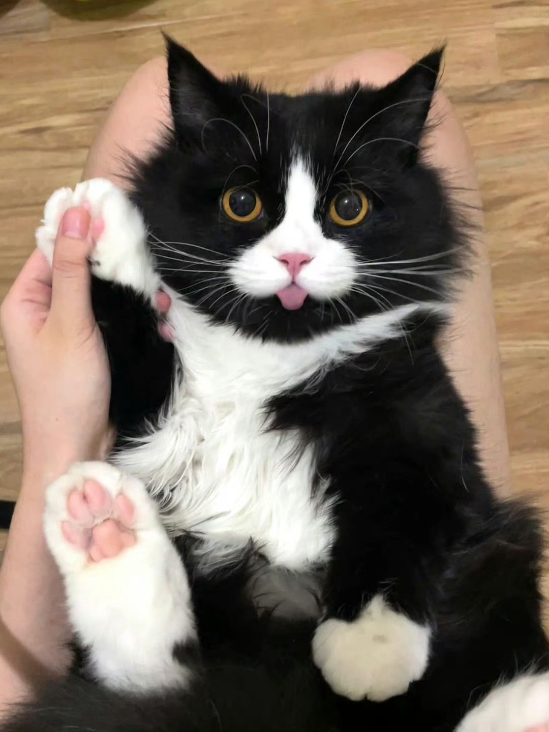 【奶牛猫】我准备好了，拍吧📸️😛
