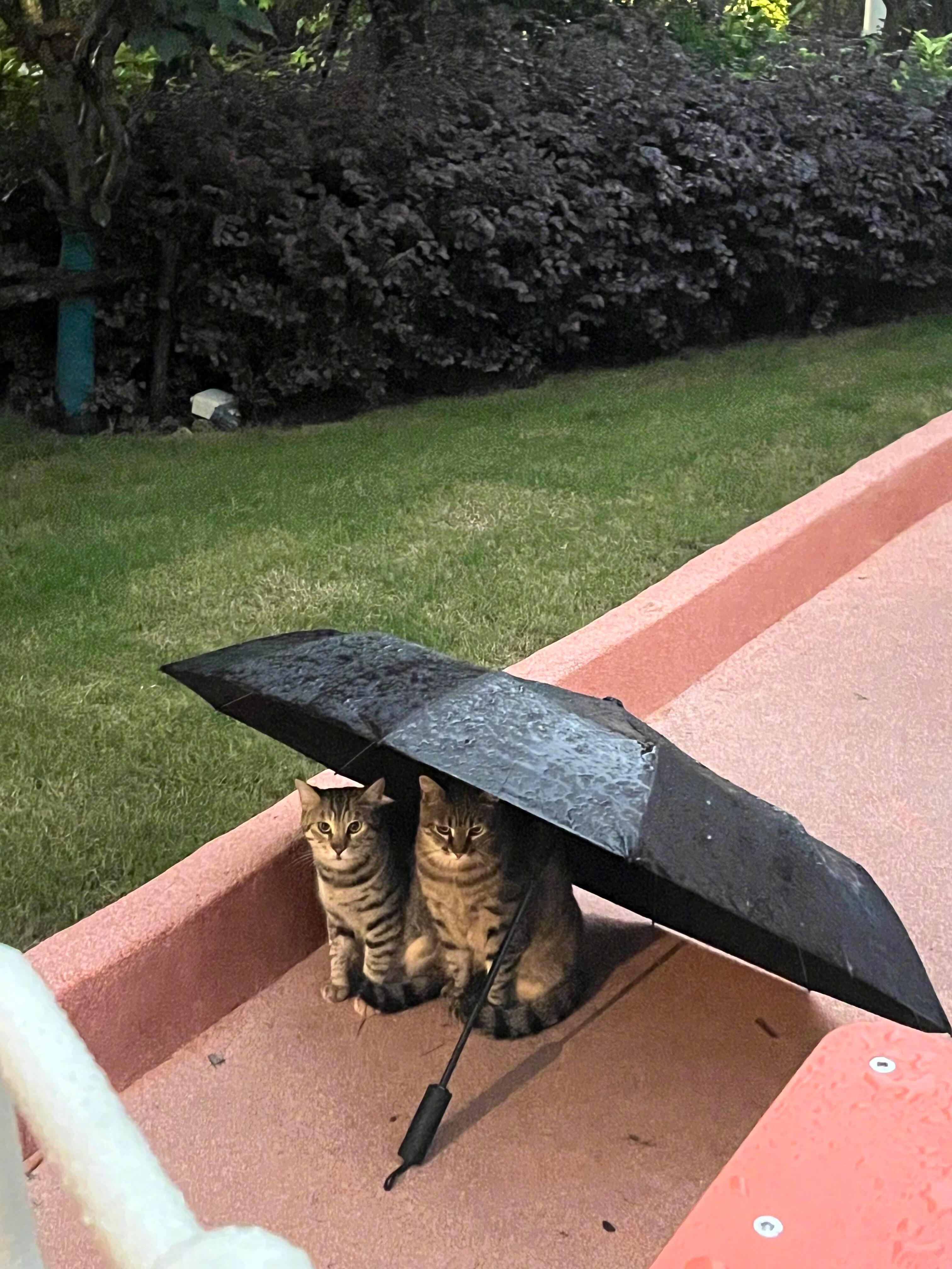 伞下长小猫啦夸夸净化一夏