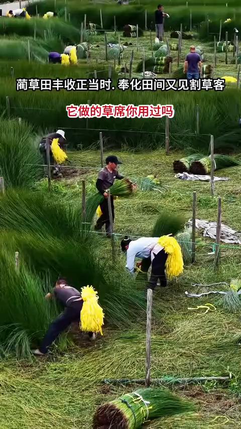 蔺草田丰收正当时，奉化田间又见割草客。
它做的草席你用过吗？蔺草收割。