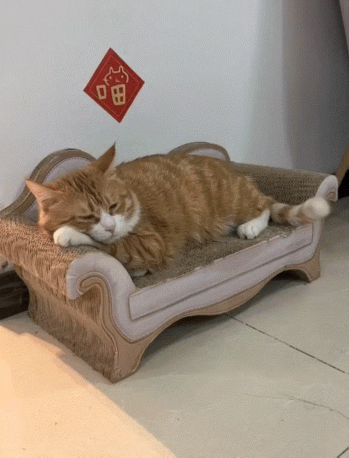 一生追求的生活方式，竟然让猫咪先得逞了。