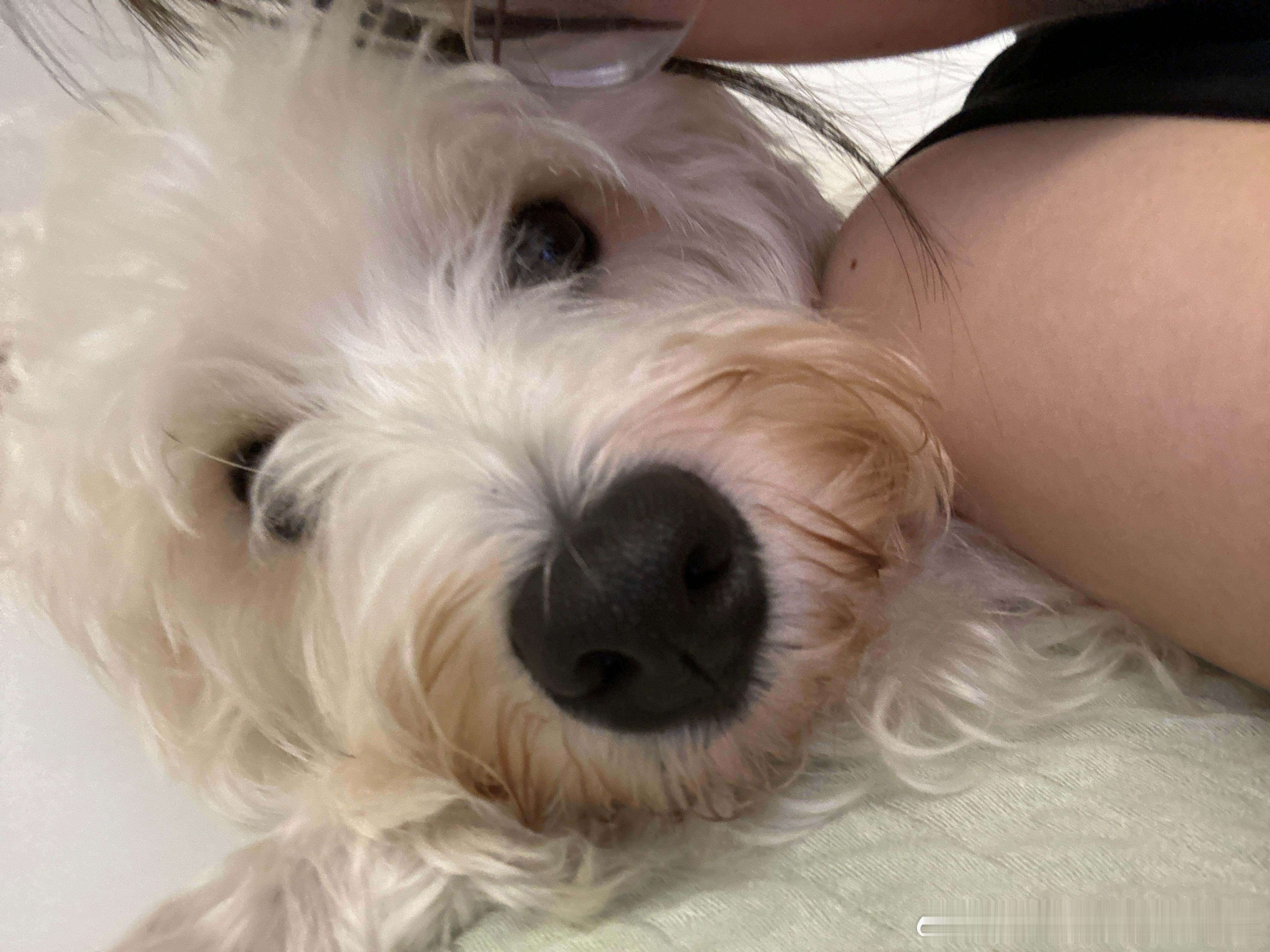 不呆我们小呆的标准小黄嘴🐶 