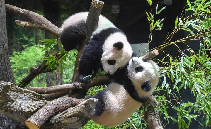 迎和平使者晓晓蕾蕾归东瀛右翼肆嚣尘，罔顾和平启祸门。政要偏行军国路，黎元空念友邦