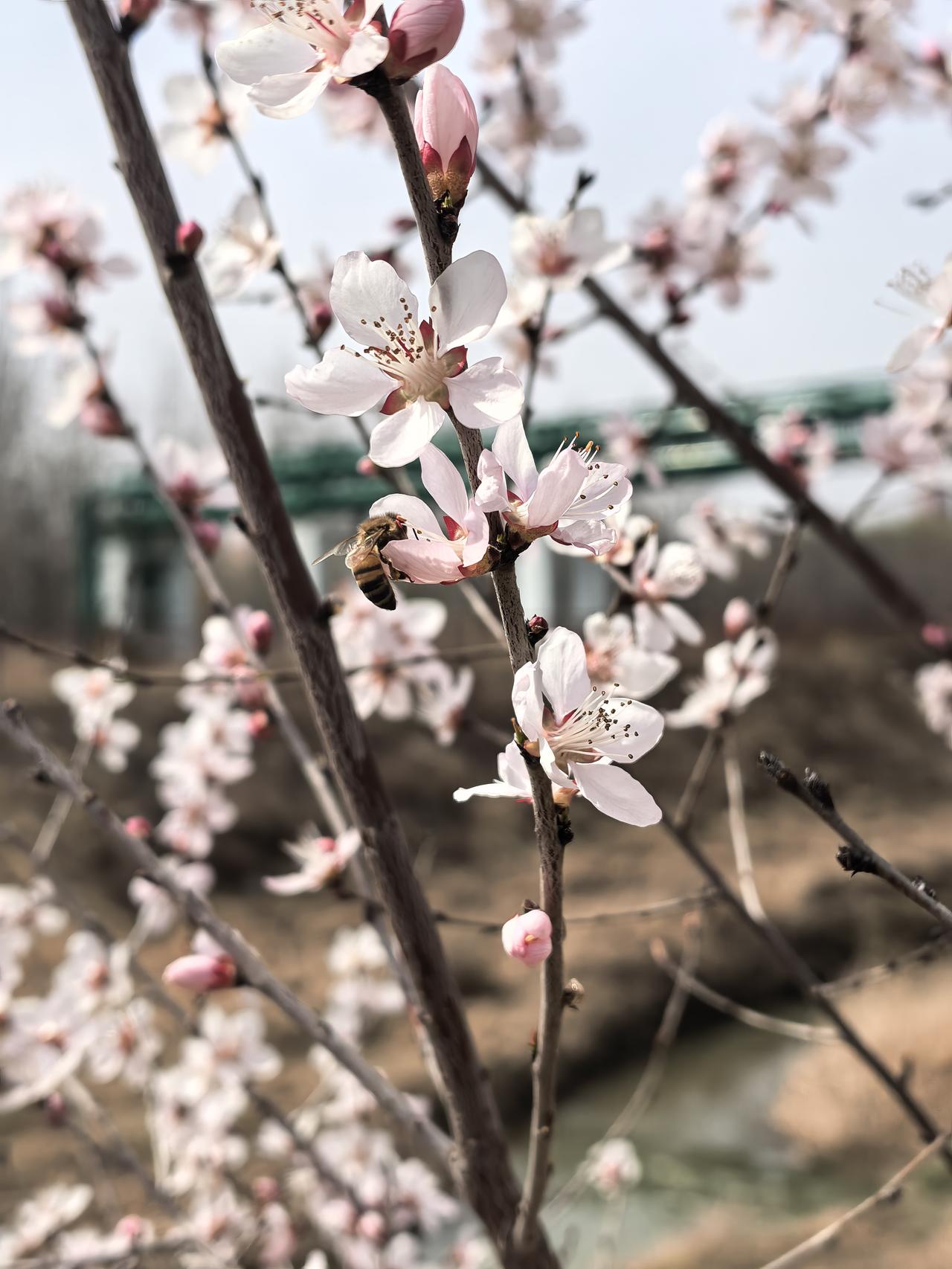 游飏下晴空，寻芳到花丛。