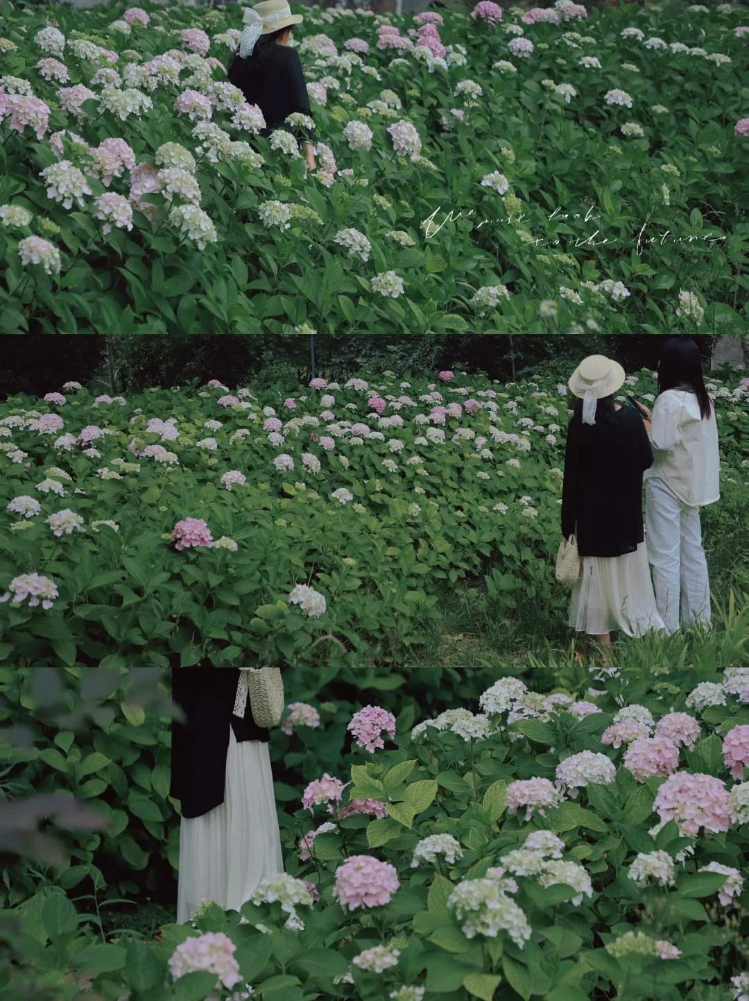 郑州新发现一片无人绣球花海📸无尽夏的夏天
