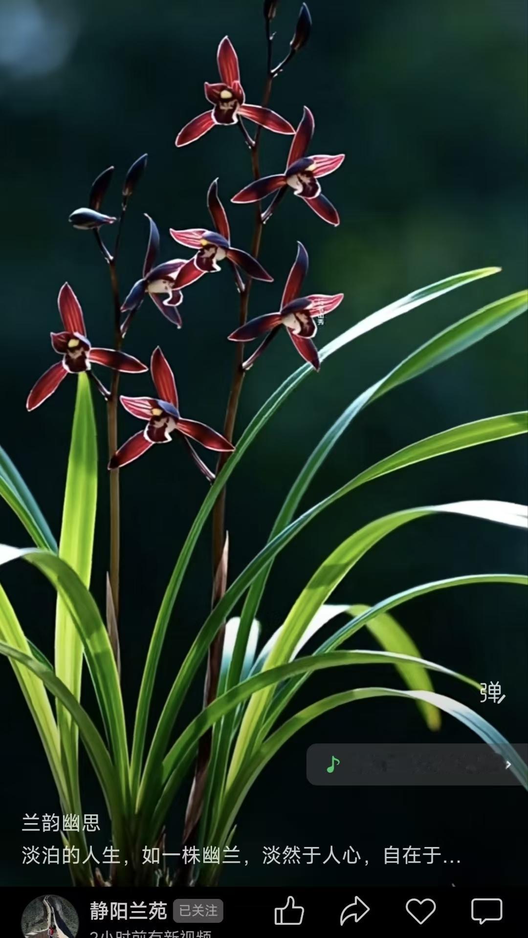 天净沙·兰韵幽思
幽兰芳径生涯，
淡泊不染尘沙。
默默无言自雅。
清风月下，
淡