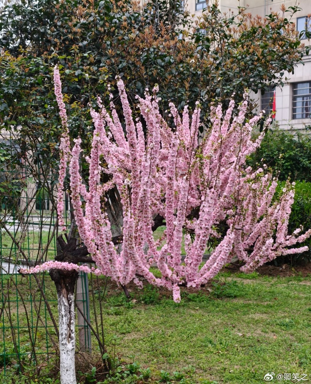 有没有知道这是什么花🌸远看好奇怪，近看很美丽，到底是什么花呀，查了一下榆叶梅，