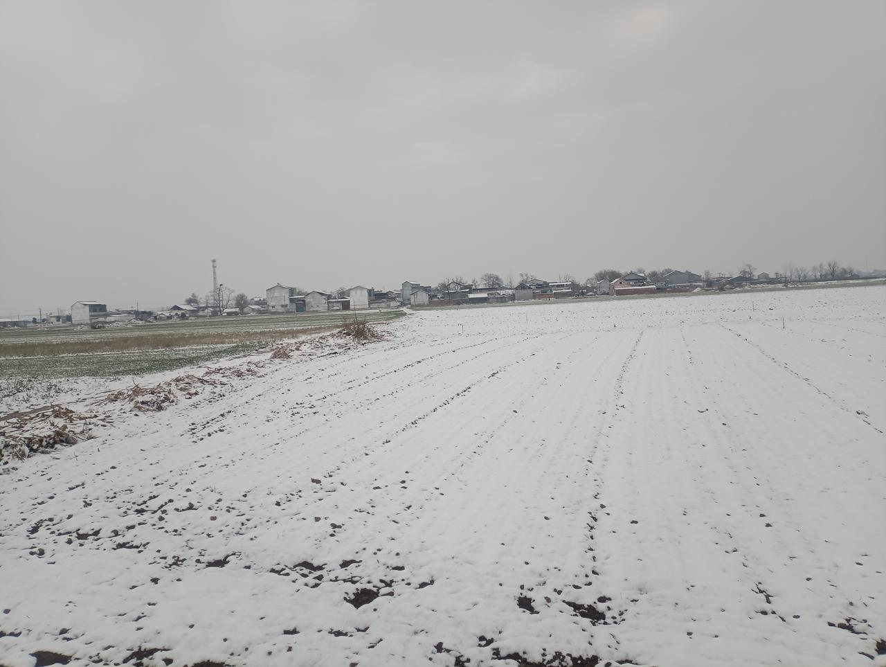 大雪来，
恰是多情时。
正逢乡村，
漫步田野稠，
白茫茫，
野苍苍。
一片感慨，