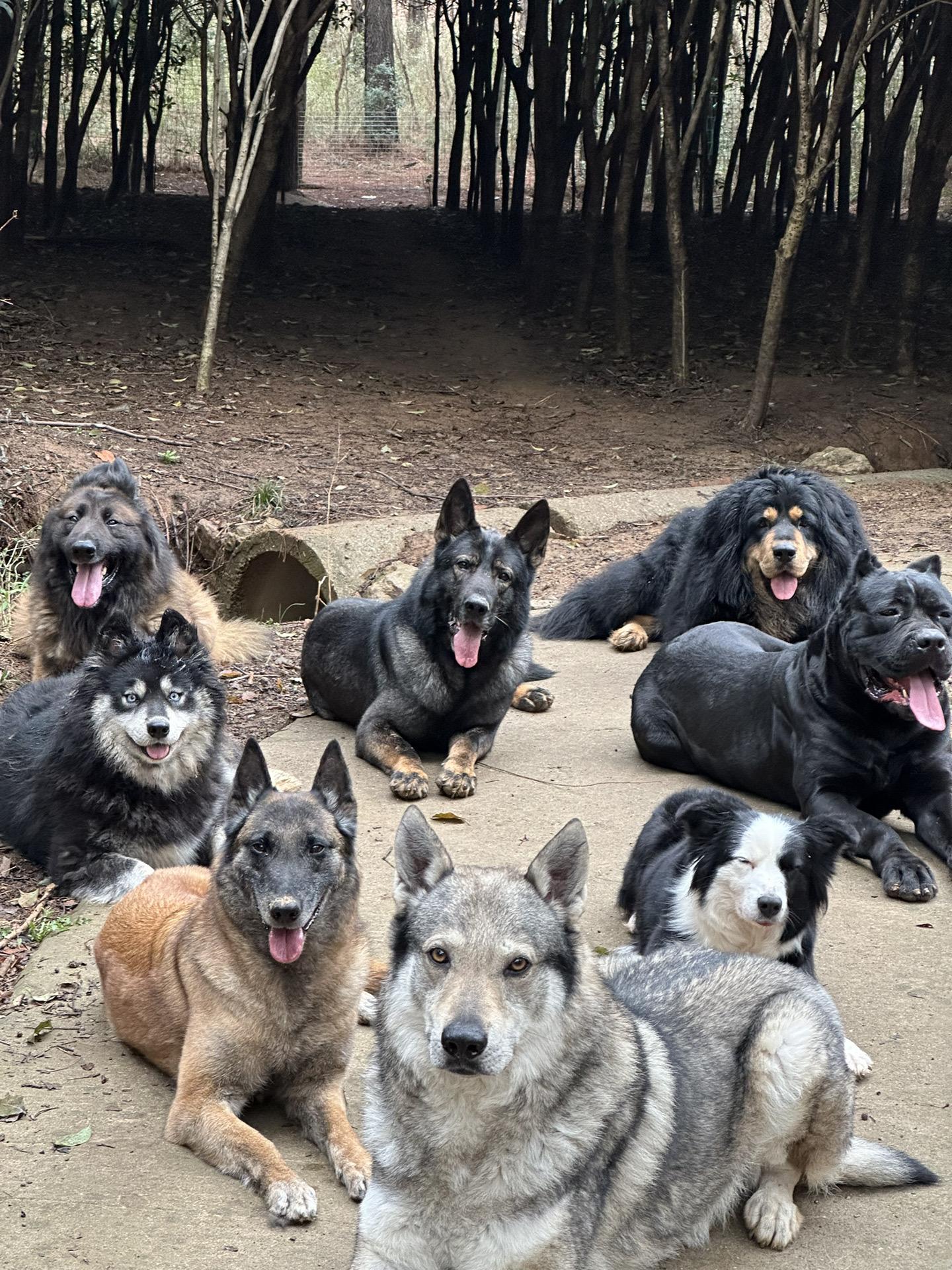 狗的状态看眼神就知道了。
