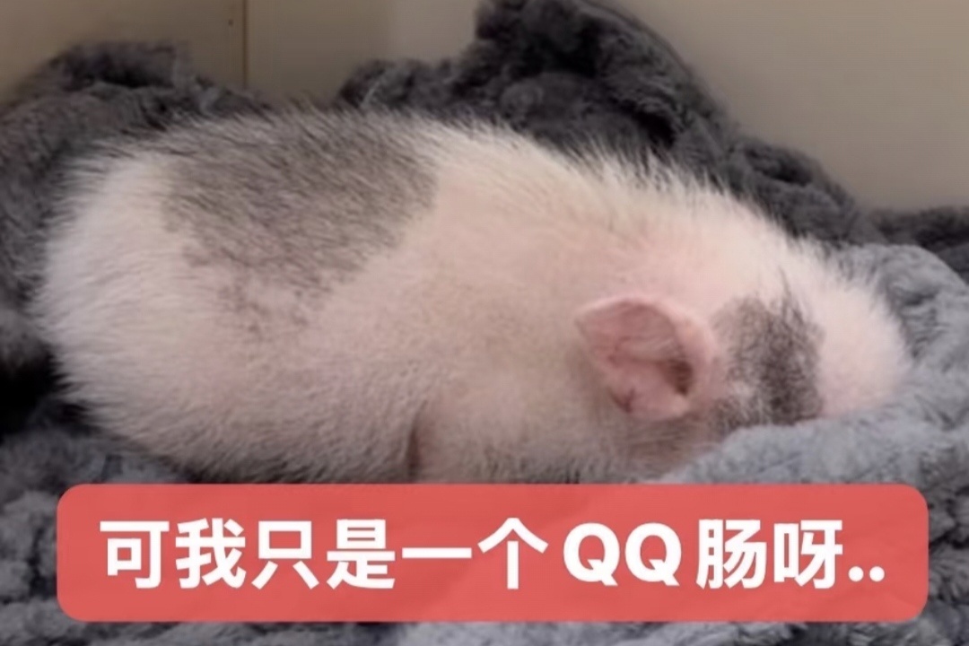 很无语 某个气泡出来之后 聊天框莫名其妙多了很多草... 