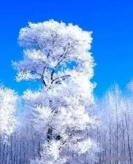 雪花飘飘，冬日暖阳。细品风月，认真生活，笑对流年