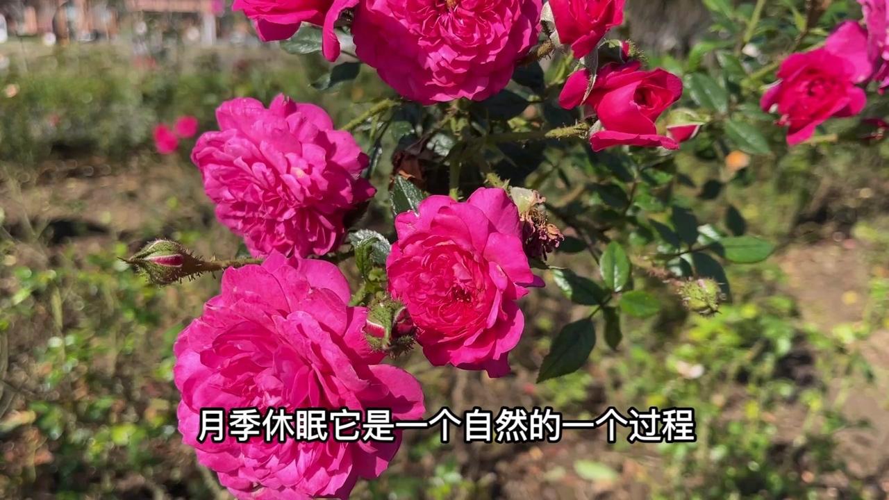 很多人以为月季冬季休眠靠控水停肥，其实完全相反。

月季休眠是自然过程，低温才是