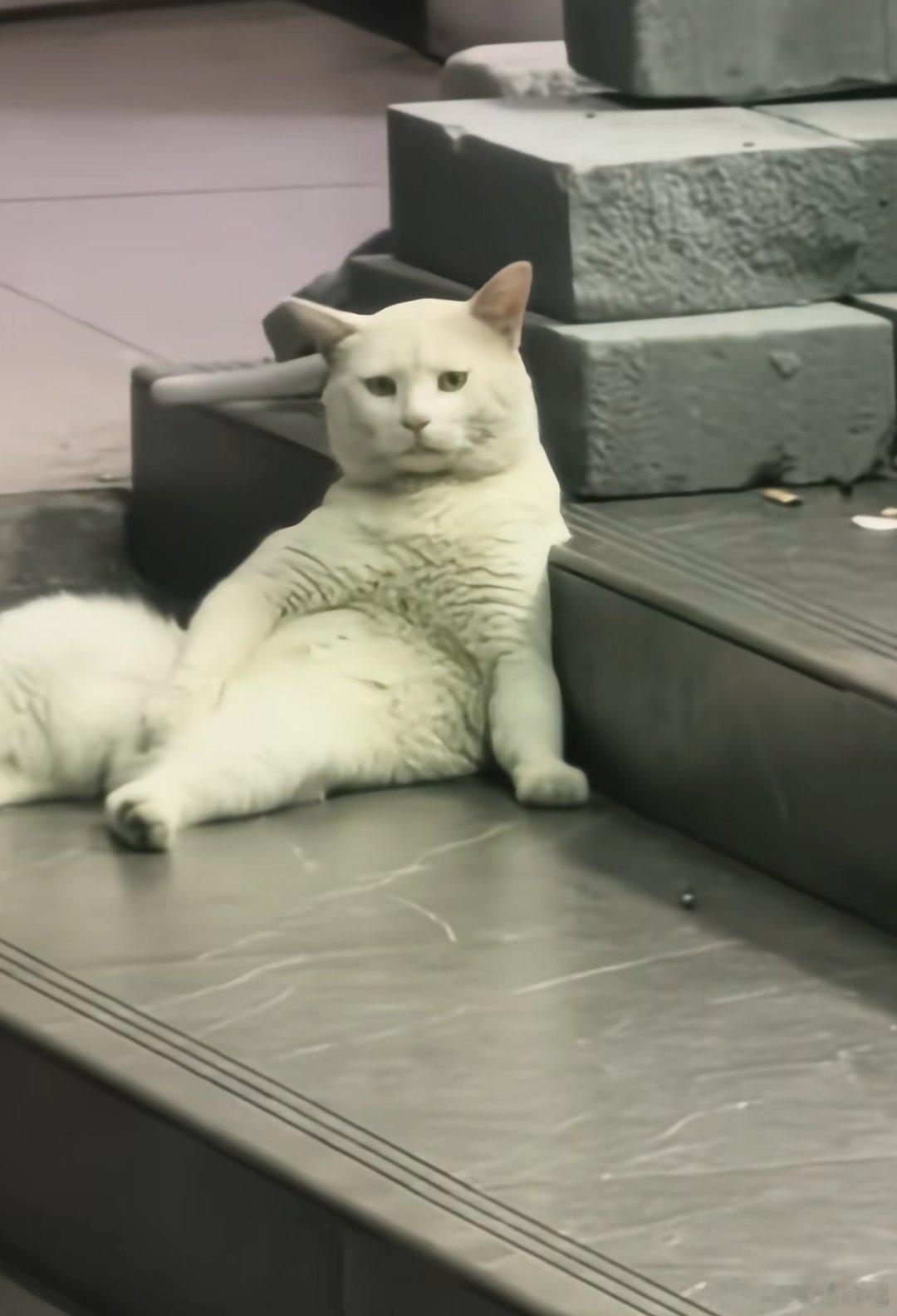 这是只看破红尘的猫 