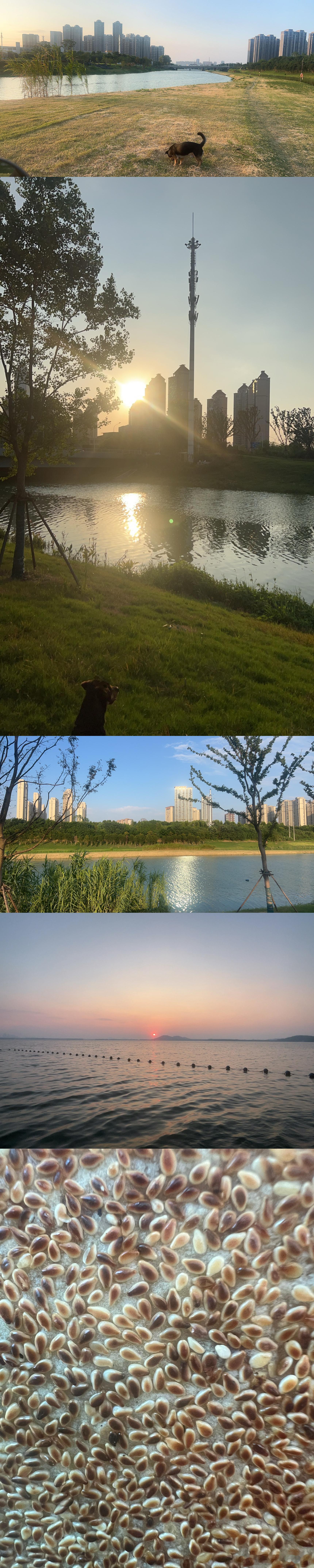 四张风景小狗防窥 密恐慎入 特色小吃 被炒过的芝麻焦色发黑覆盖在饼上 