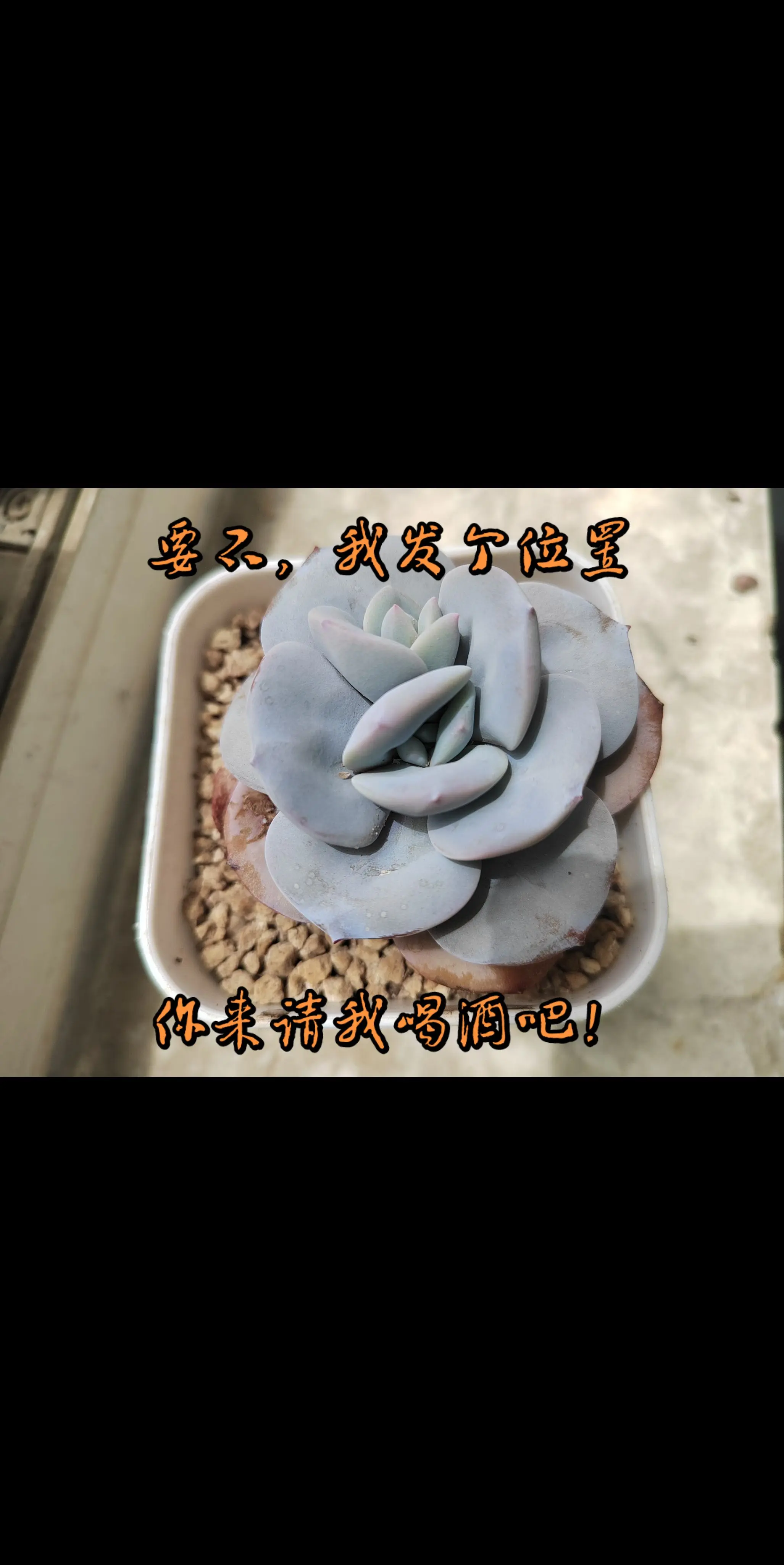 记录多肉生活 多肉植物 多肉 上热门