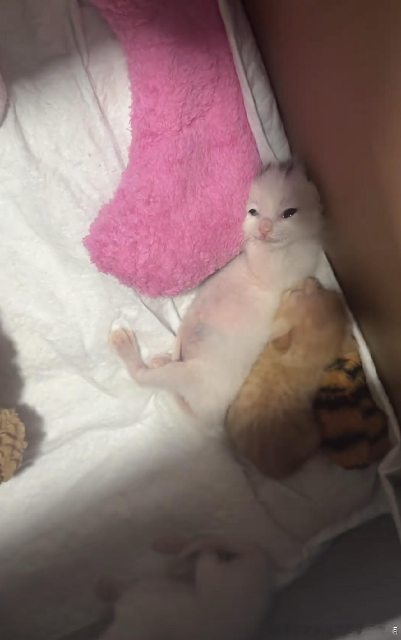 49291【丑猫】从哪开始是猫 