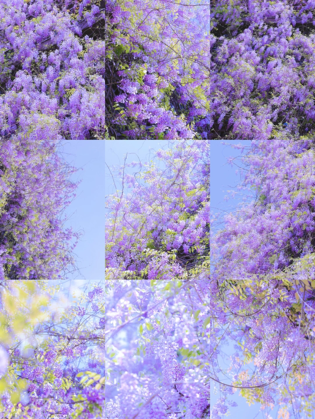 抛开事实不说，苏州现在的顶流紫藤是哪一棵？