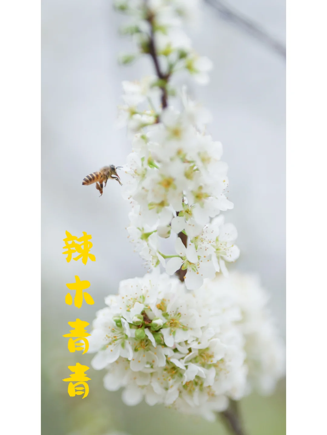 山谷里的李子花偷跑在立春前盛放