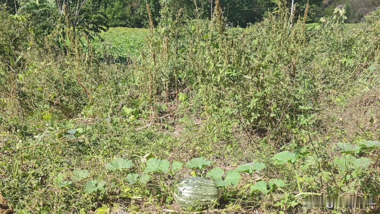 #秋日生活打卡季#
上联:福旺财旺家道旺
下联:禄多寿多健康多
        