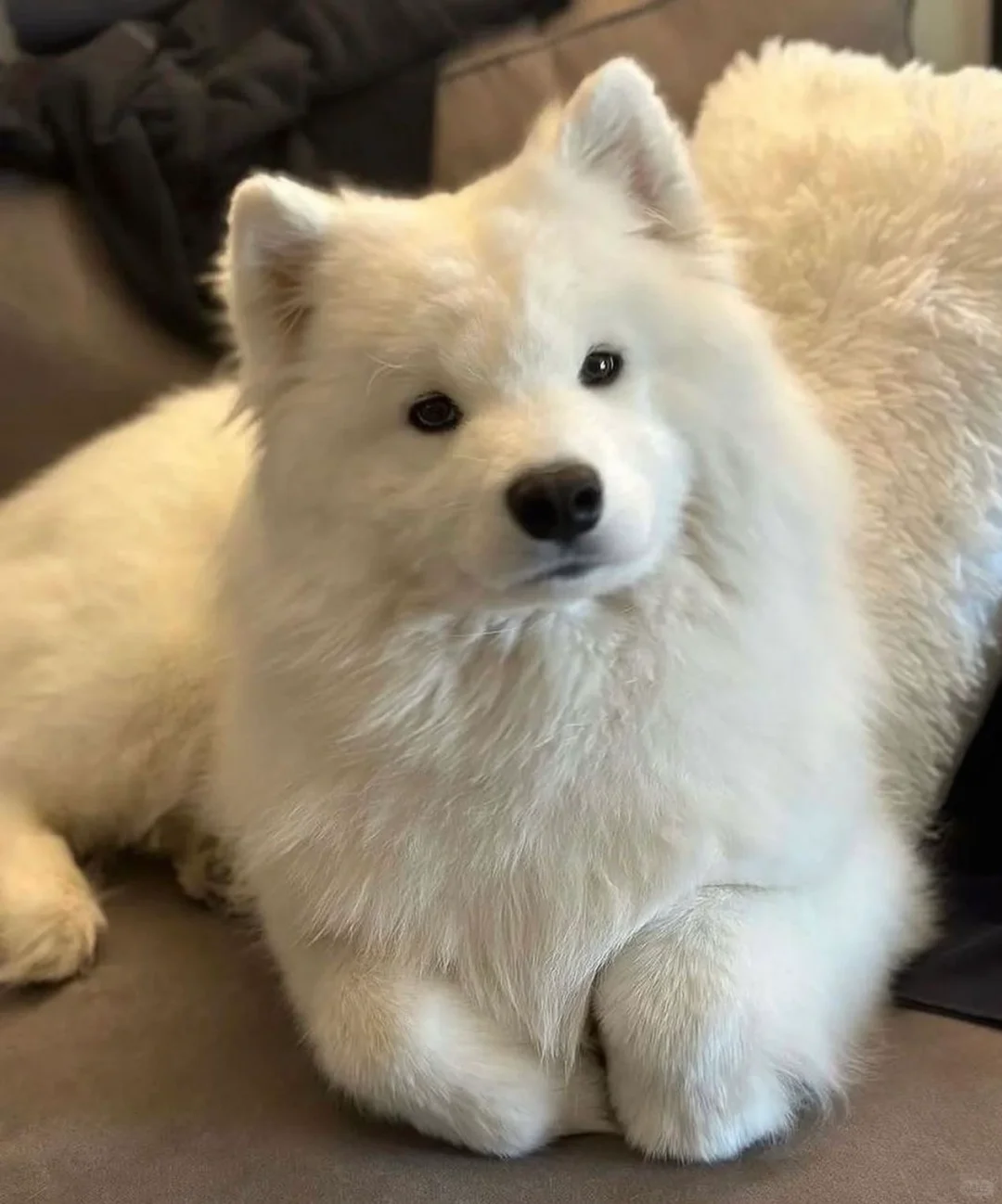 新到的玩偶，和真的一模一样，就是不会说话