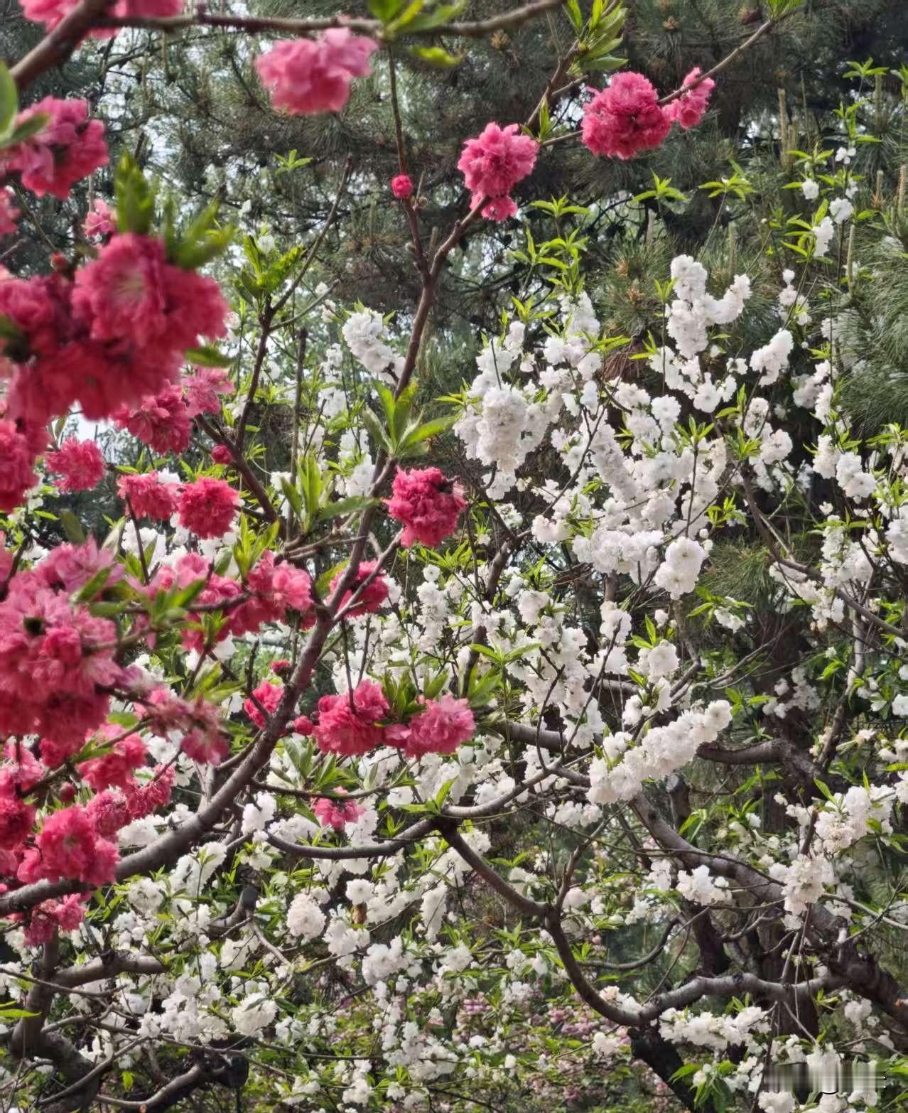 樱花樱花，我在春日里拍下你的容颜，在夏日里分享你的美丽！