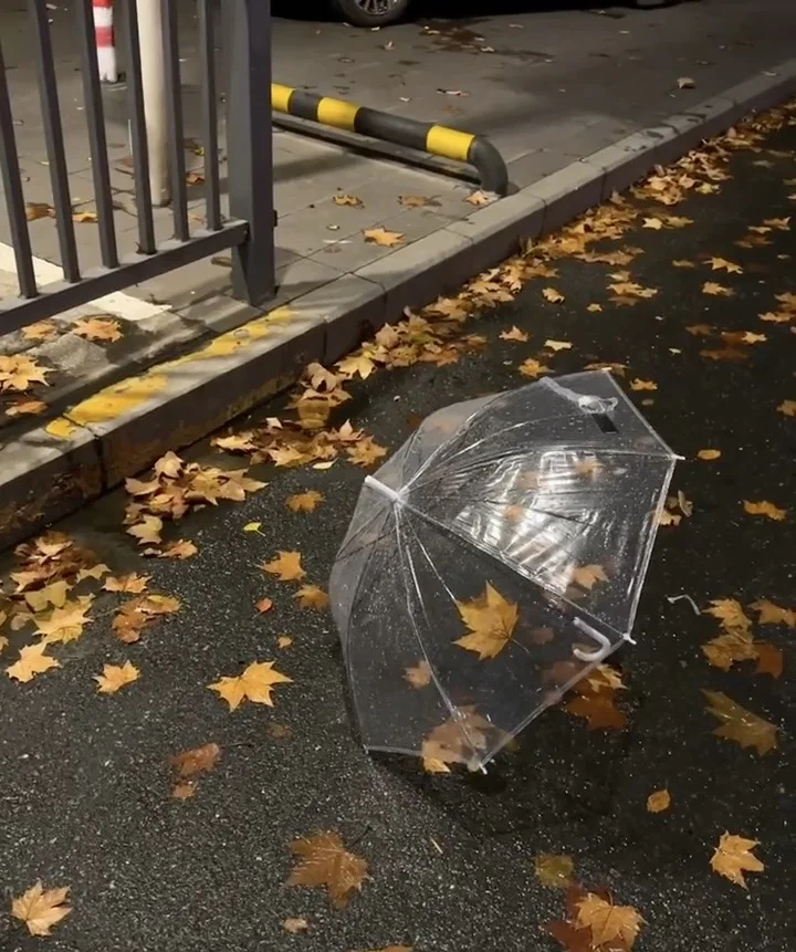 落叶随风飘散