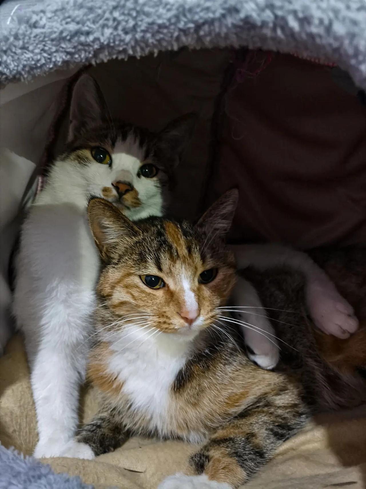 猫咪的好朋友