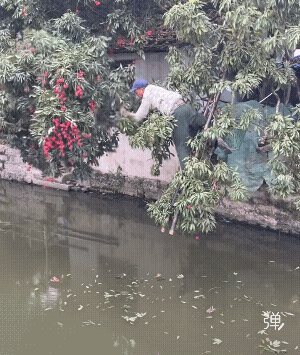 他根本没有没掉下去[捂脸]悬梯采摘，是莆田荔枝的采摘一大特色，一点都不亚于杂技表