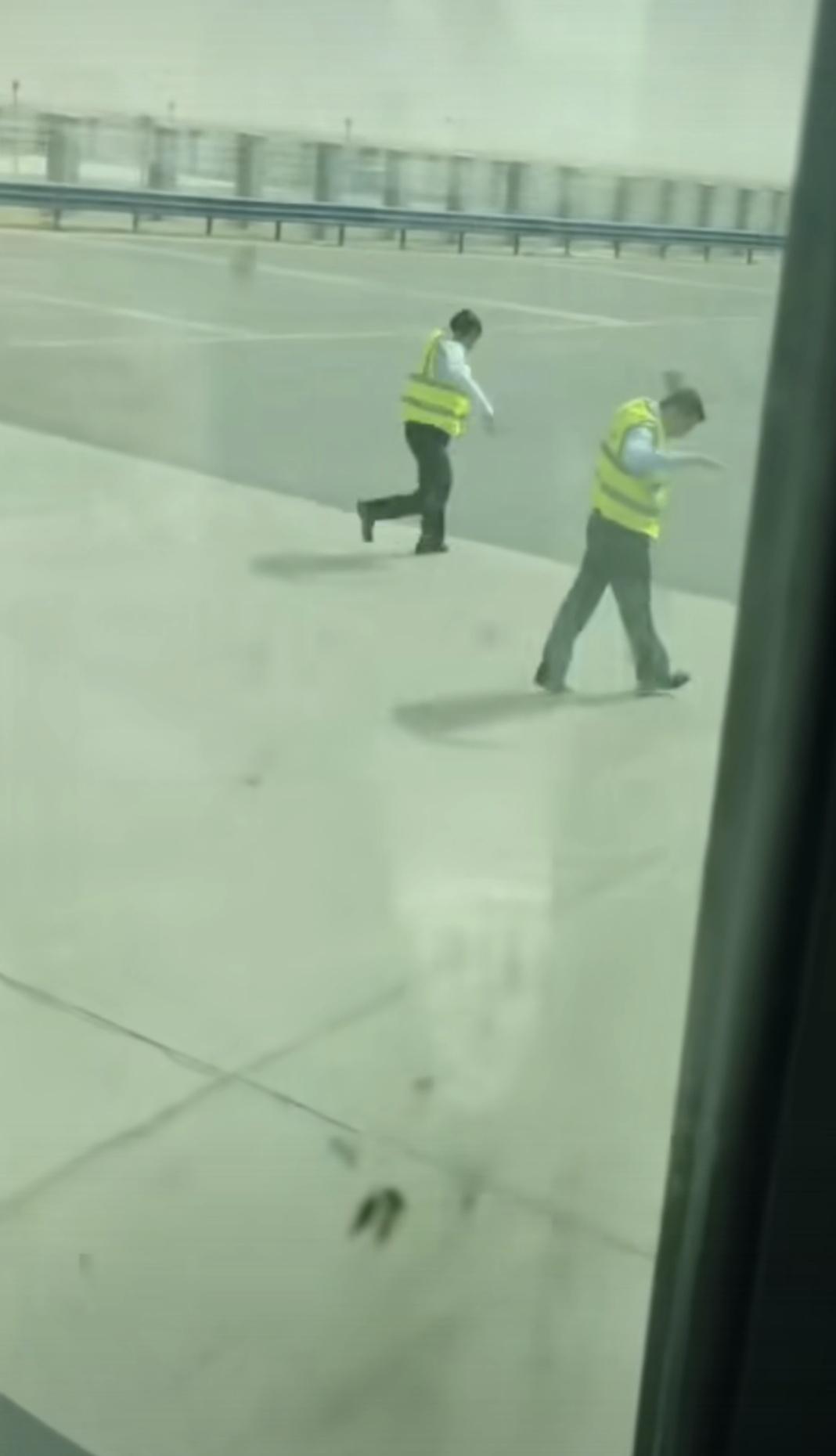 高速公路收费站两名检查员被蜜蜂蛰的四处逃窜，司机在驾驶室内笑得花枝乱颤。
蜜蜂是