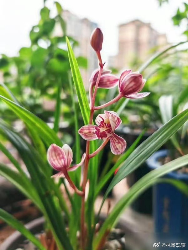 这一株“极品”兰花，被人50元买走，却在兰展卖出了天价！大家觉得怎么样？