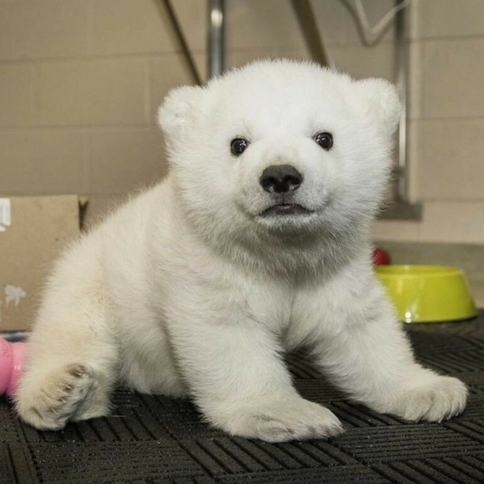 𝗣𝗼𝗹𝗮𝗿 𝗕𝗲𝗮𝗿北极熊宝宝🐻‍❄️ ​​​