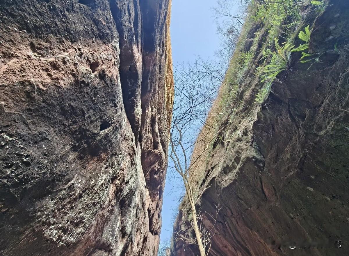 今年冬天的不同崖壁裂出窄缝，赭红石纹裹着苍劲，细树斜生在隙间。蓝天漏进这方狭境，