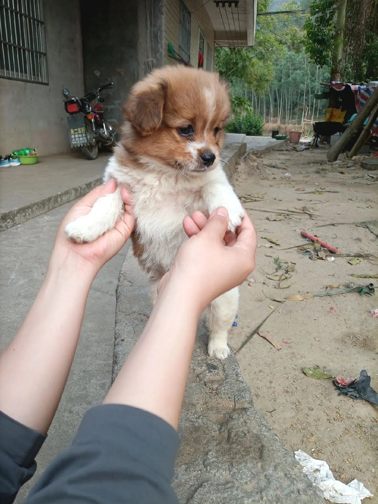 谁家萌宠这么搞怪 农村萌宠