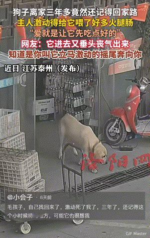 万物皆有灵性！江苏，狗狗不小心走丢三年多，竟然凭着自己的记忆找回了小时候长大的家