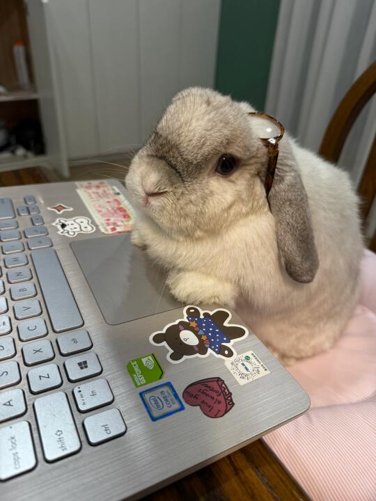 人，兔也还在加班