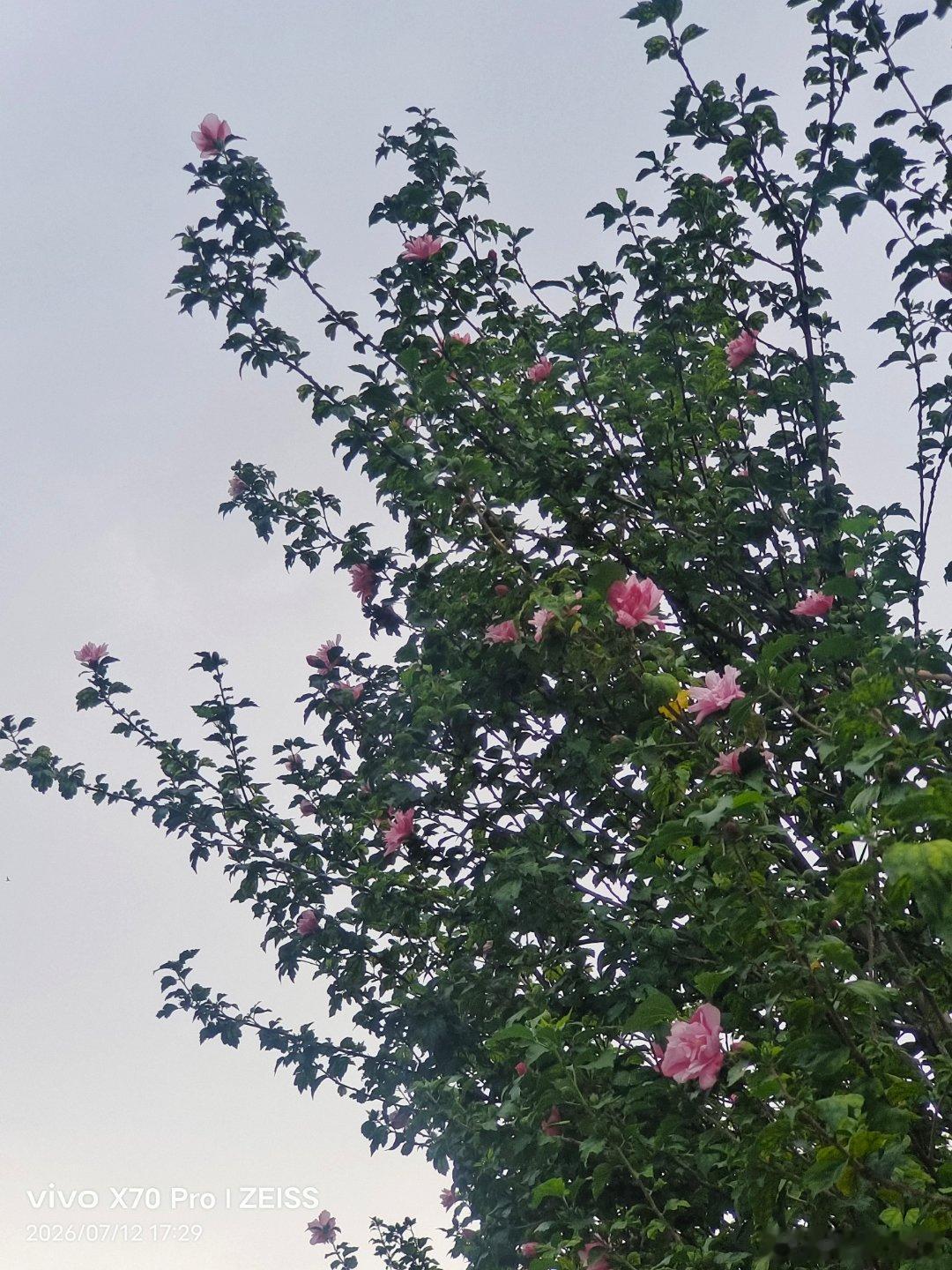 vivo 走在路上，你会发现身边的美景如此美好。手机随手拍