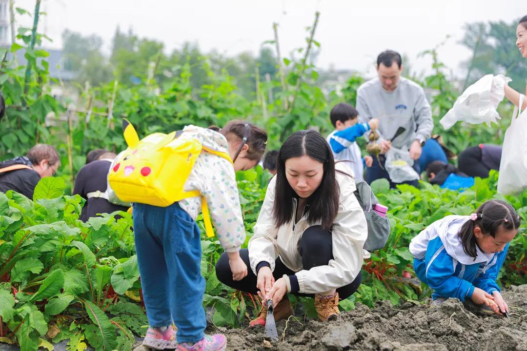 “共享菜园”成了北上广深等都市群体的香饽饽，背后实则“链接”着城乡，或将是城乡融