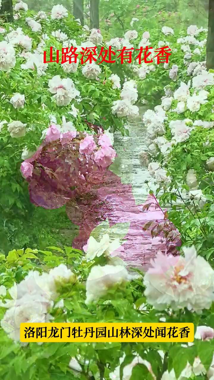 山路深处有花香，洛阳龙门牡丹园山林深处闻花香。
走进这一条路，踏进了牡丹的历史和