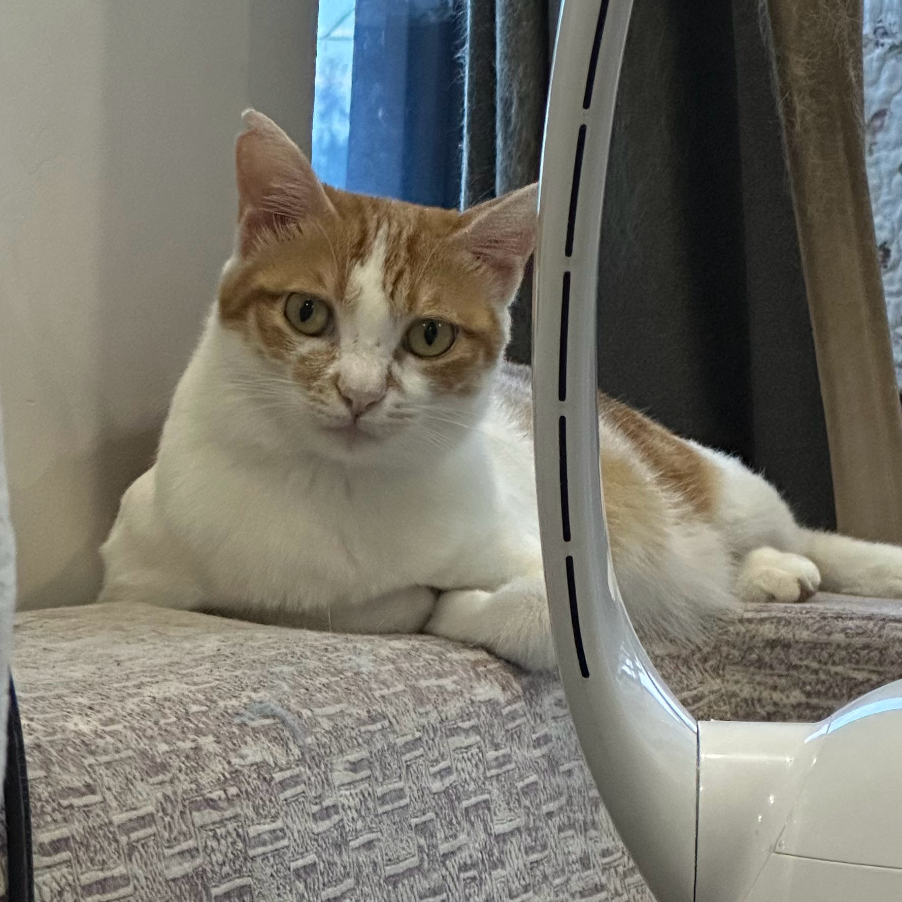 🐱 ​​​