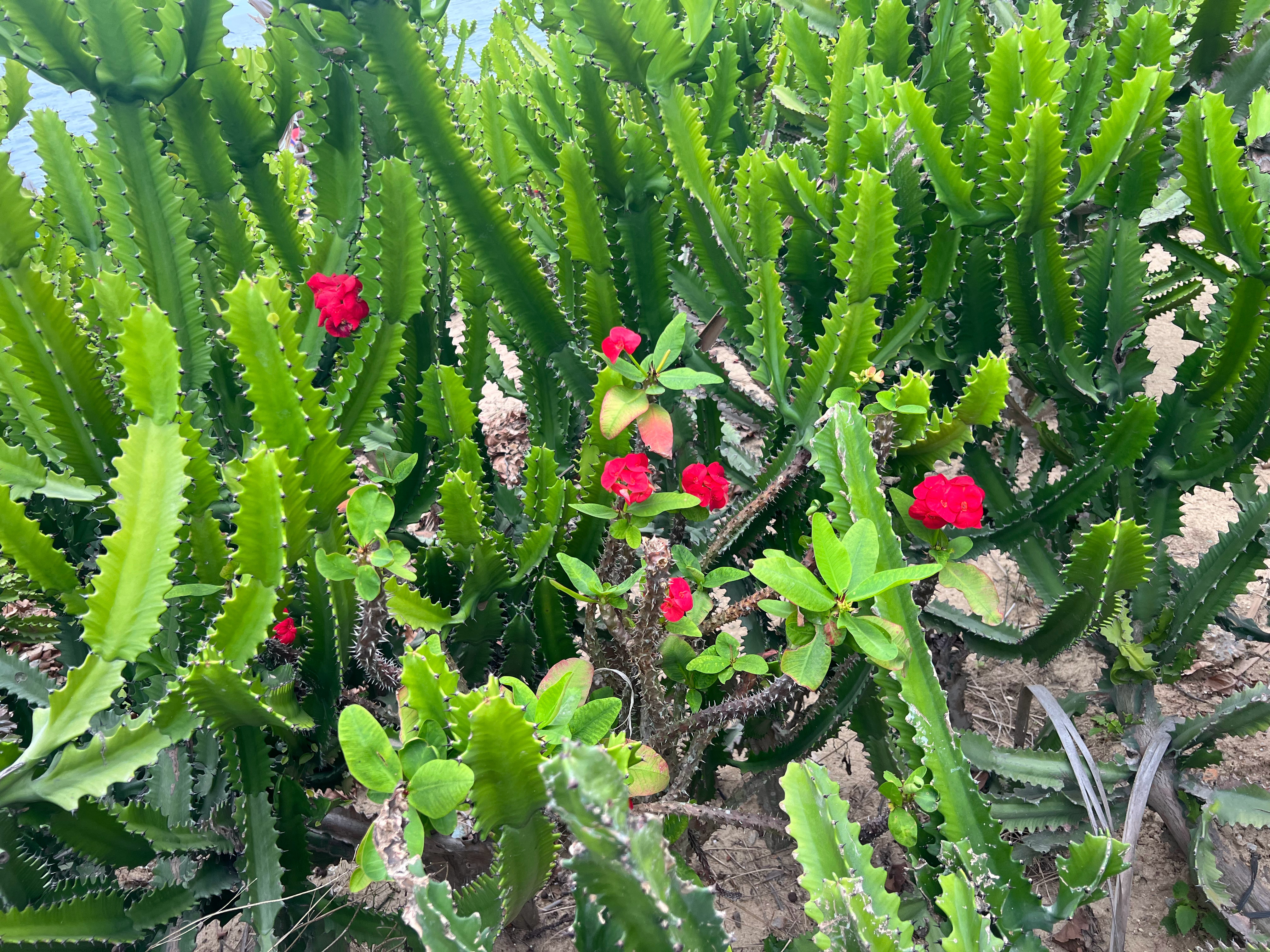 善良，是一个家最好的风水，是照亮前路的灯火，既温润父母之心，也滋养子女之行，更是