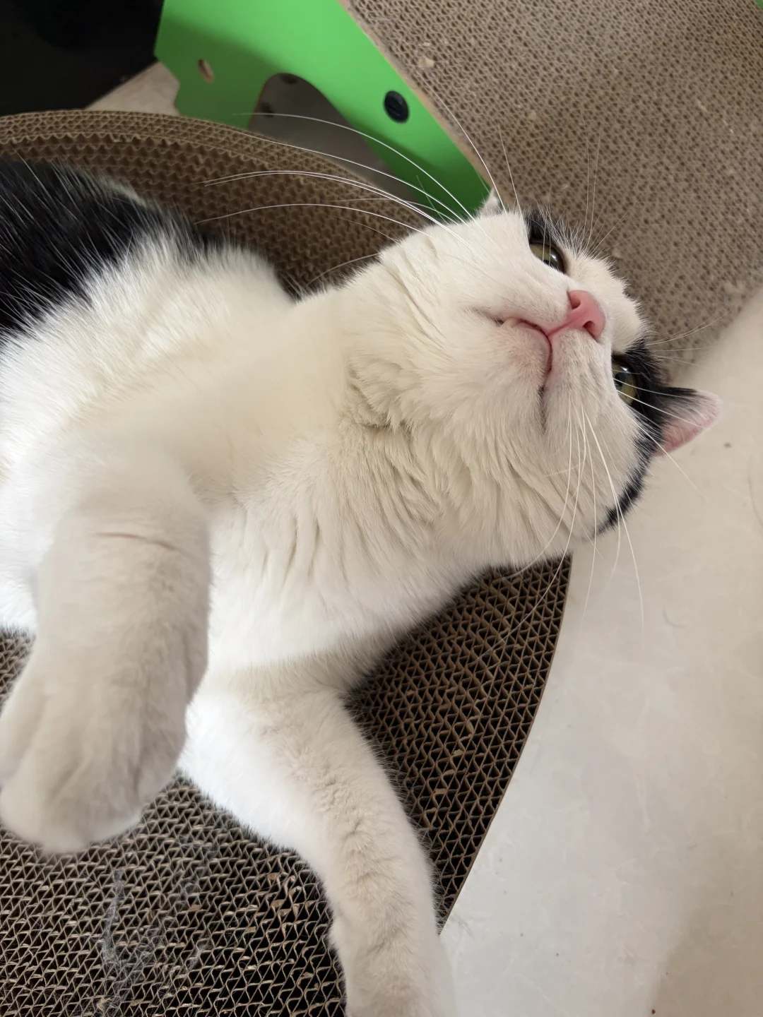 挑战全网!鼻子最粉的奶牛猫