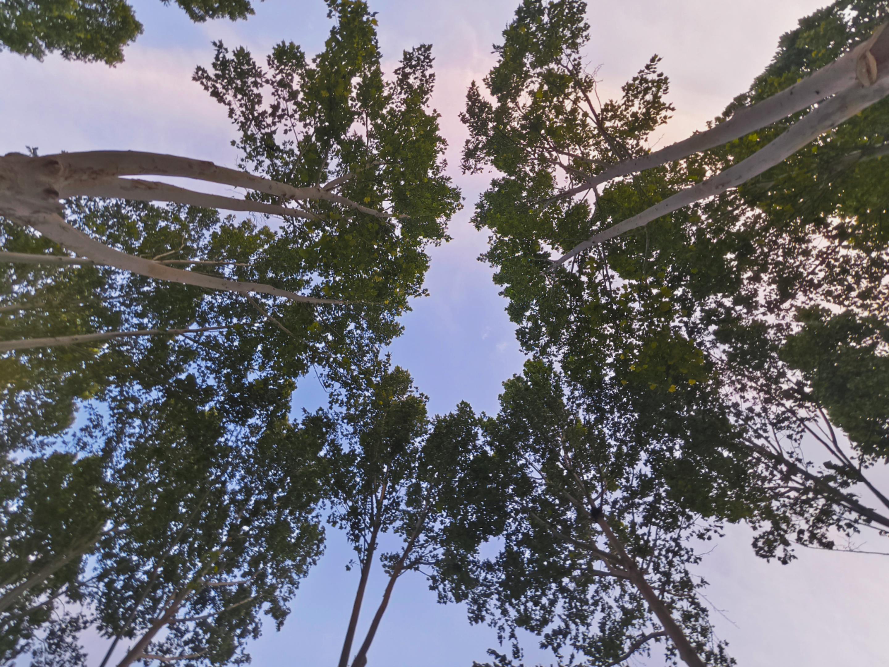 在这片高耸的树林下，我感到一丝孤独与渺小