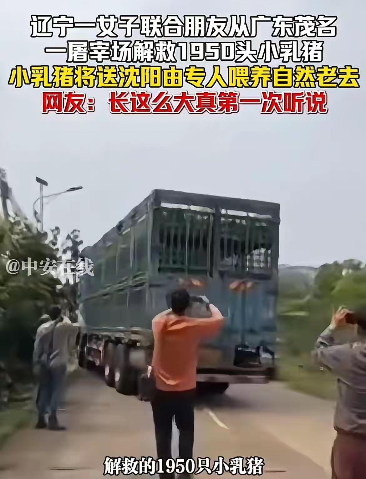 现在的动保的人都这么癫吗？保护小动物从狗都蔓延到猪了吗？
4月2日，辽宁一个女子