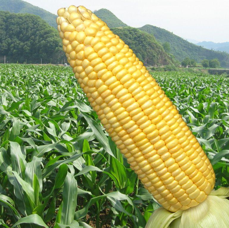 排便事不小
事关你我他
同样是吃饭，有的人两小时就跑厕所，有的人三天才排便？其实