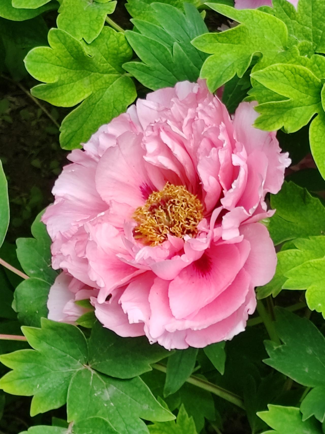 春日生活打卡季牡丹花美，鸢尾花俏。