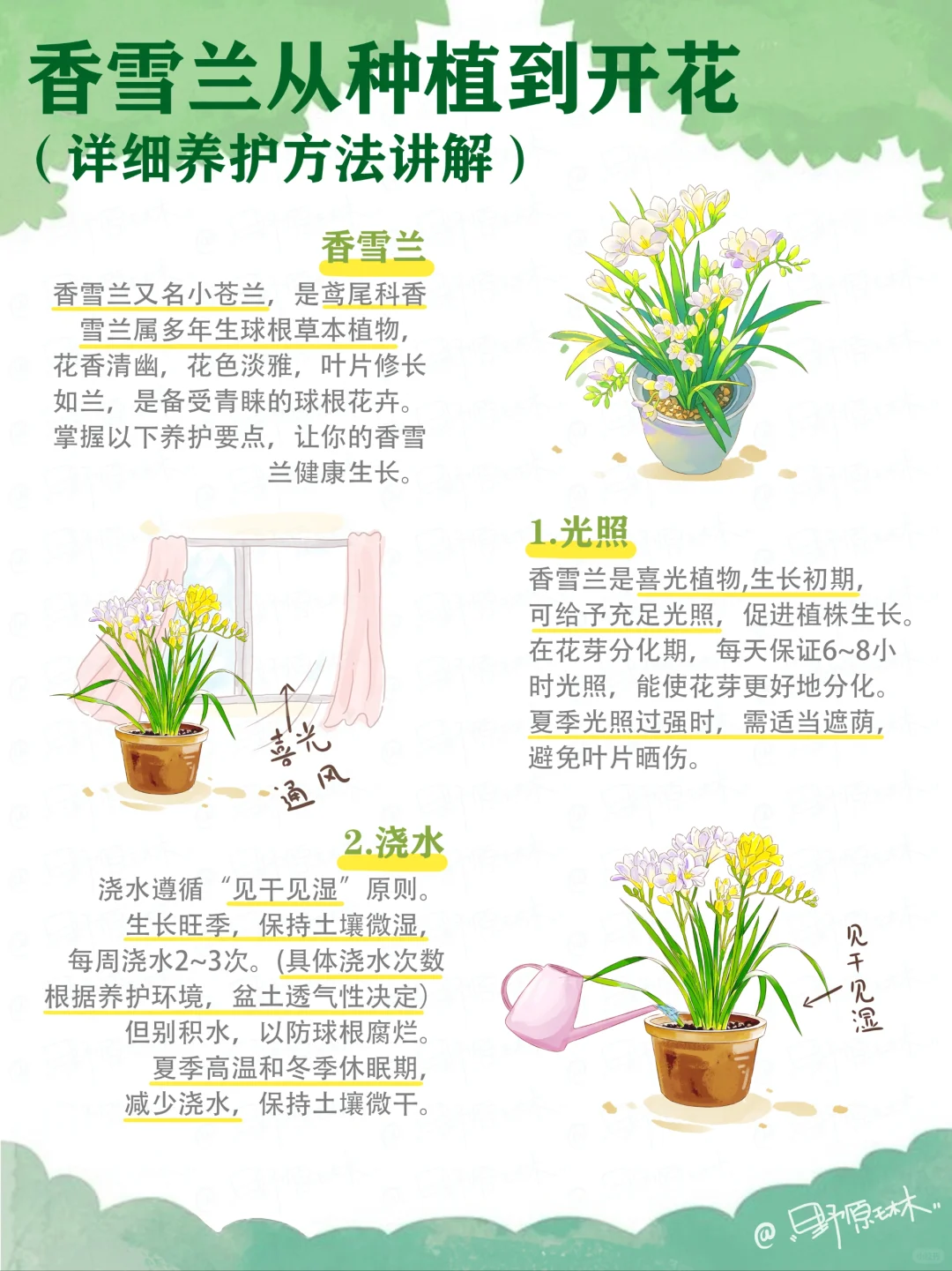 手把手教你如何养出超美香雪兰🌸