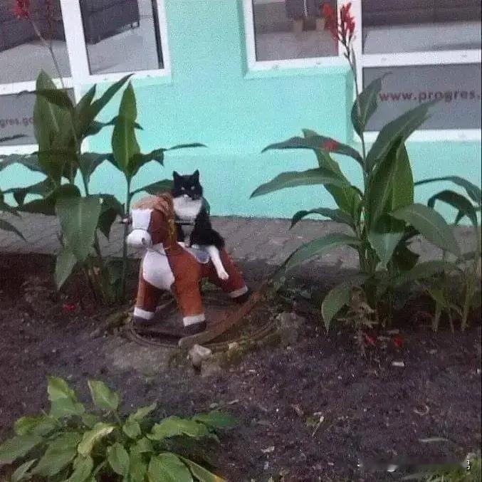 [呆无辜]：小李砸，点兵5个！朕要出征御花园讨伐松鼠🐿️叛军！！