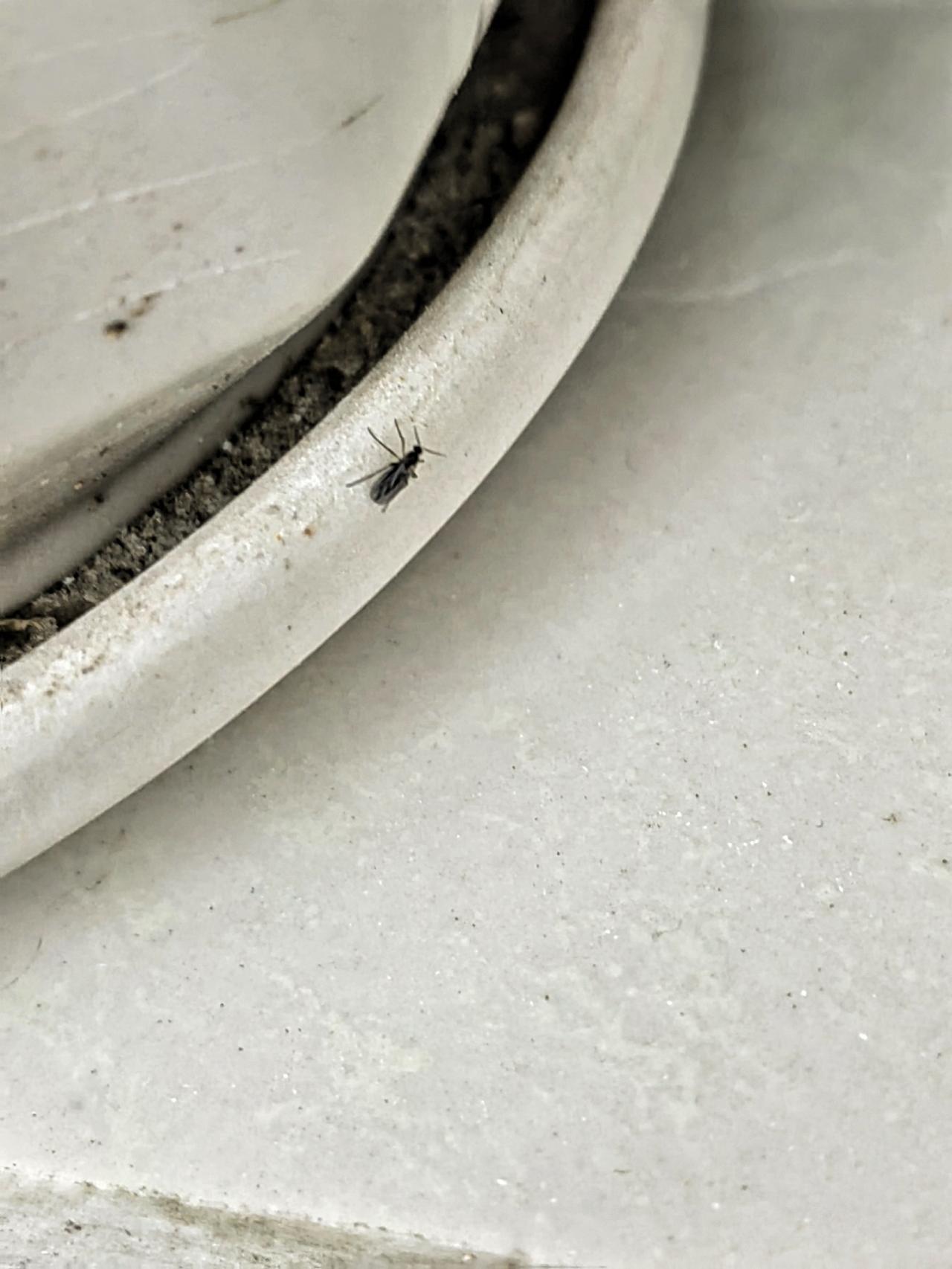 求助！
求助神通广大的网友们：气温下降，长寿花搬进房间阳台养护，可是烦恼来了，有