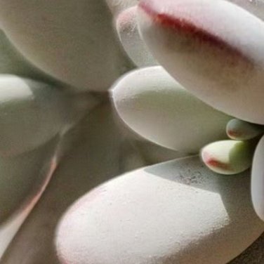 ‎种植种植文案 0000 碧光环种植教程碧光环是番杏科多肉植物，休眠期后新芽形似